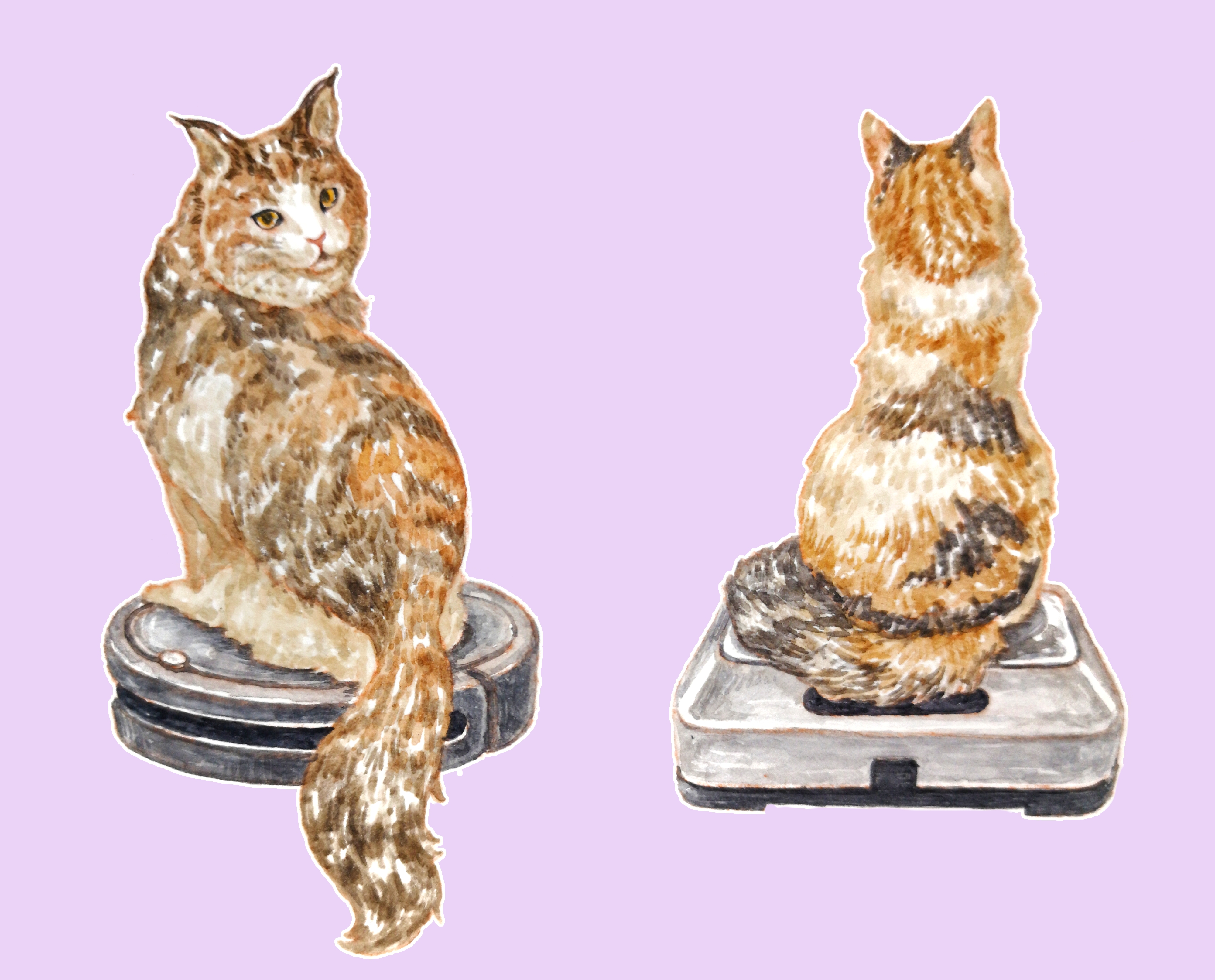 Two Calico Cats! 三毛猫ふたりの微妙な物語｜猫達との癒しのひととき 