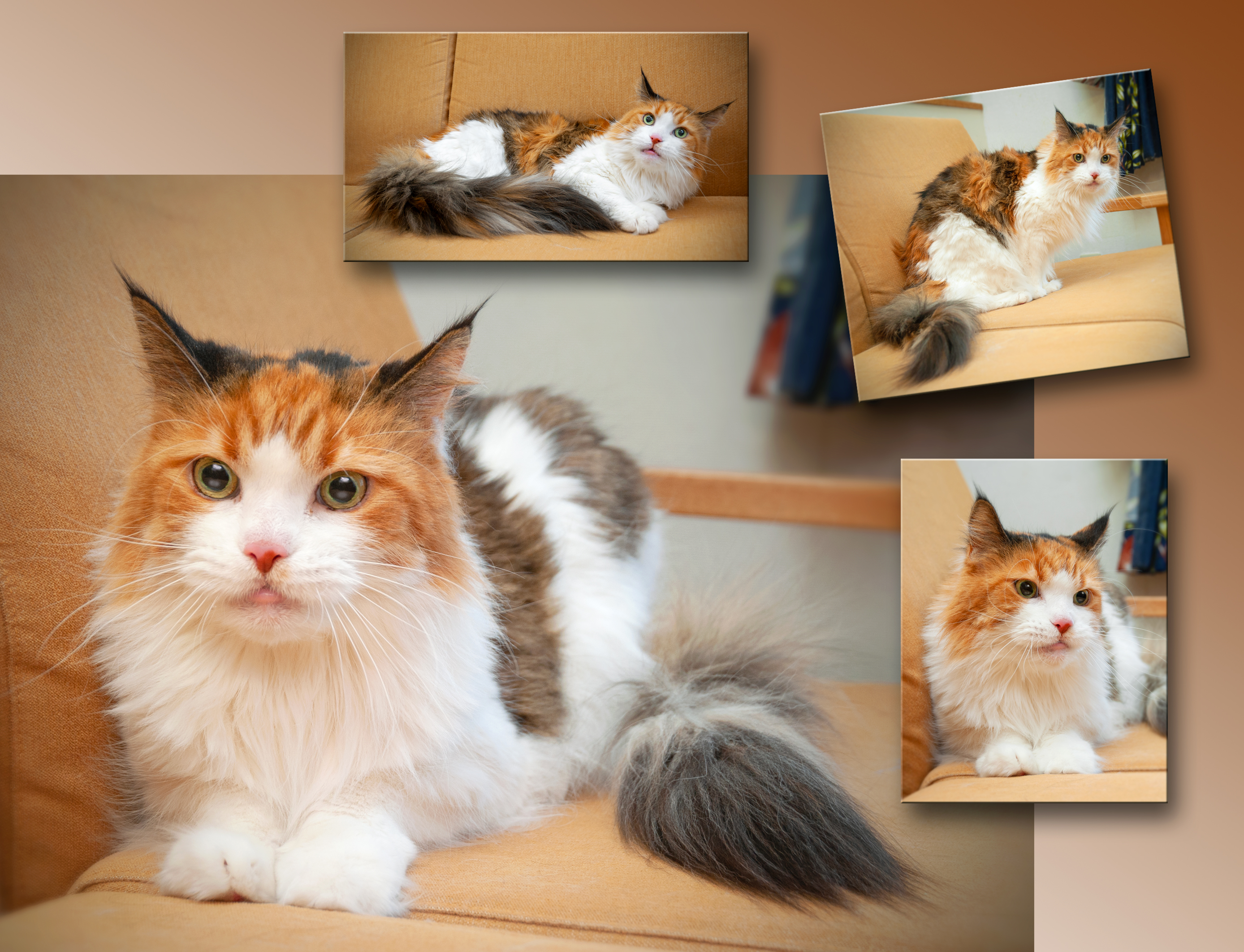 Two Calico Cats! 三毛猫ふたりの微妙な物語｜猫達との癒しの